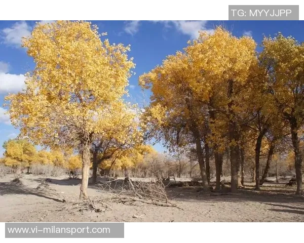 追梦西部挑战虽艰难但我们与湖船携手共创辉煌争夺冠军